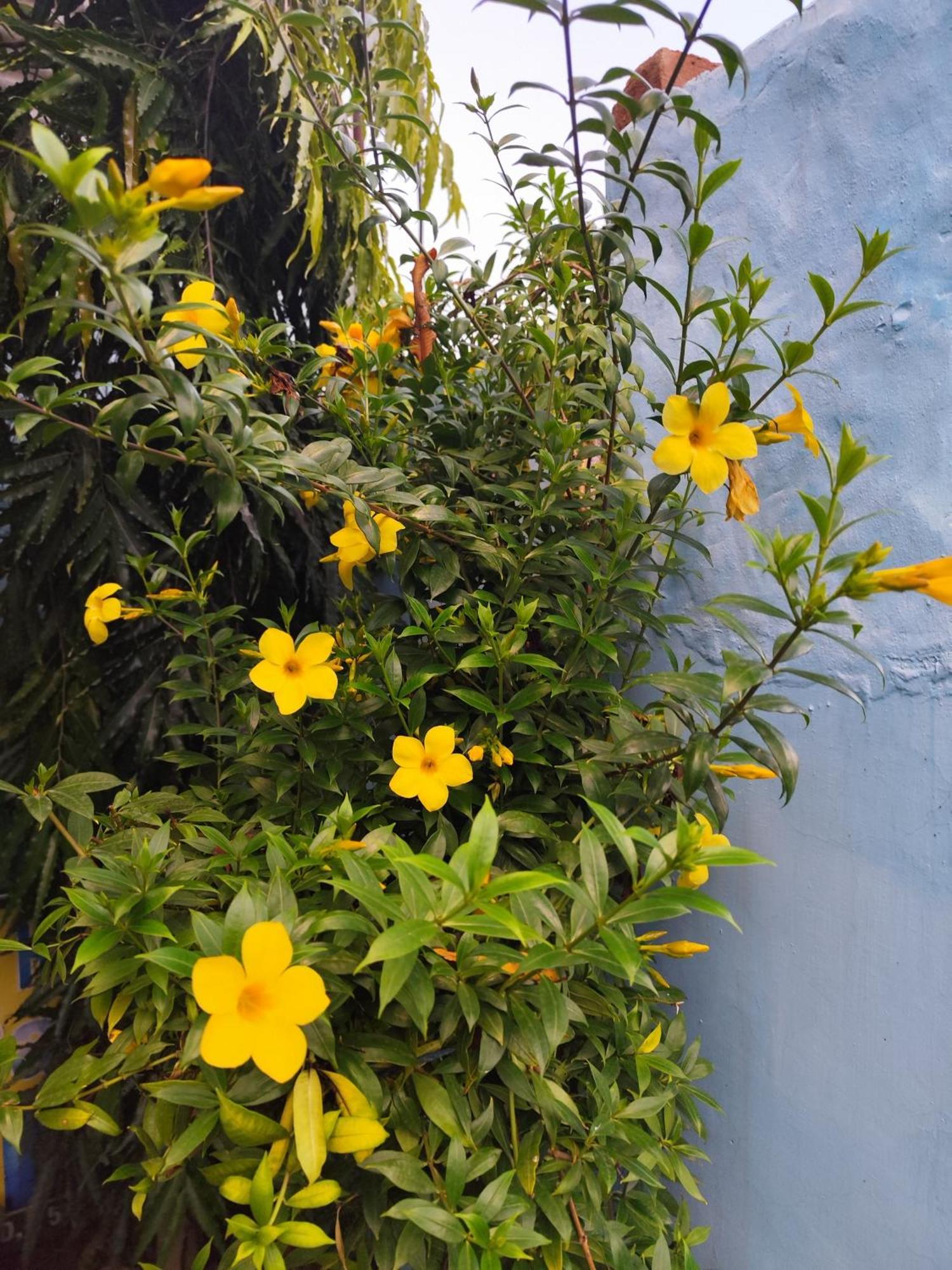 פושקאר Veera'S Hostel מראה חיצוני תמונה